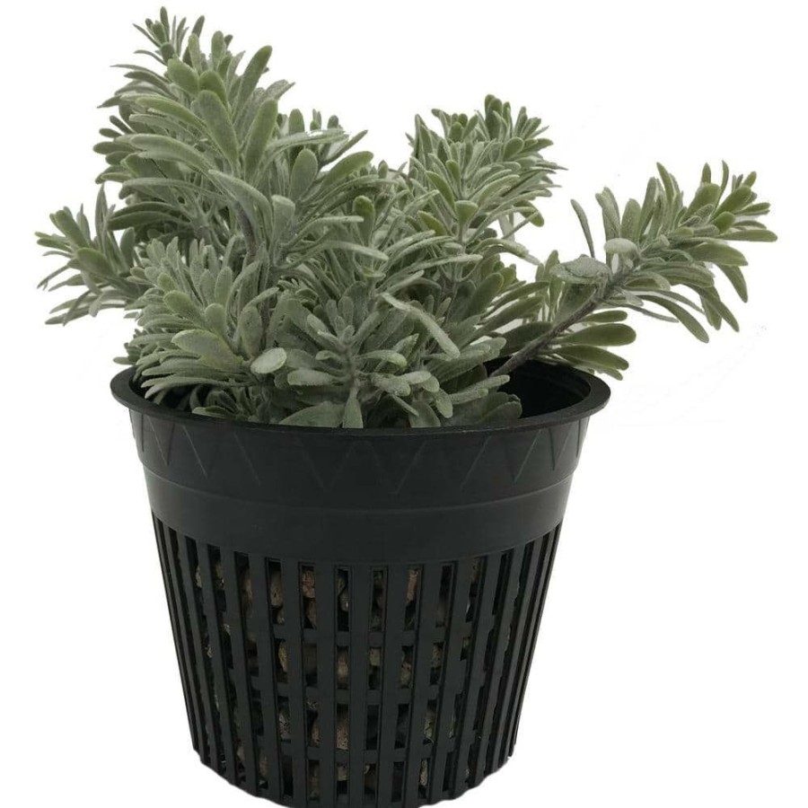 * Viagrow 5 In. Black Round Cup With Slotted Black Plastic Mesh Net Pot (25-Pack)