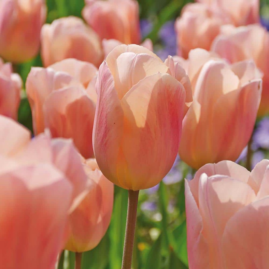 * Van Zyverden Tulips Bulbs Apricot Beauty (Set Of 12)