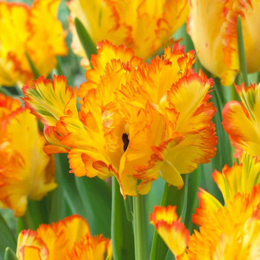 * Van Zyverden Tulips Bulbs Caribbean Parrot (Set Of 8)