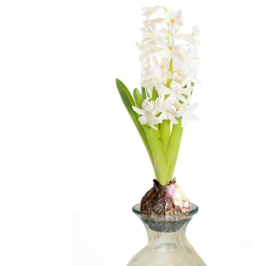 * Van Zyverden White Hyacinth Kit With Clear Artisan Glass