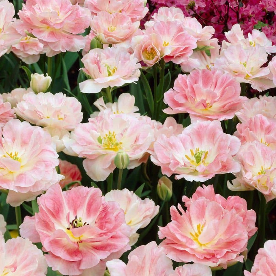 * Van Zyverden Tulips Angelique Bulbs (25-Pack)