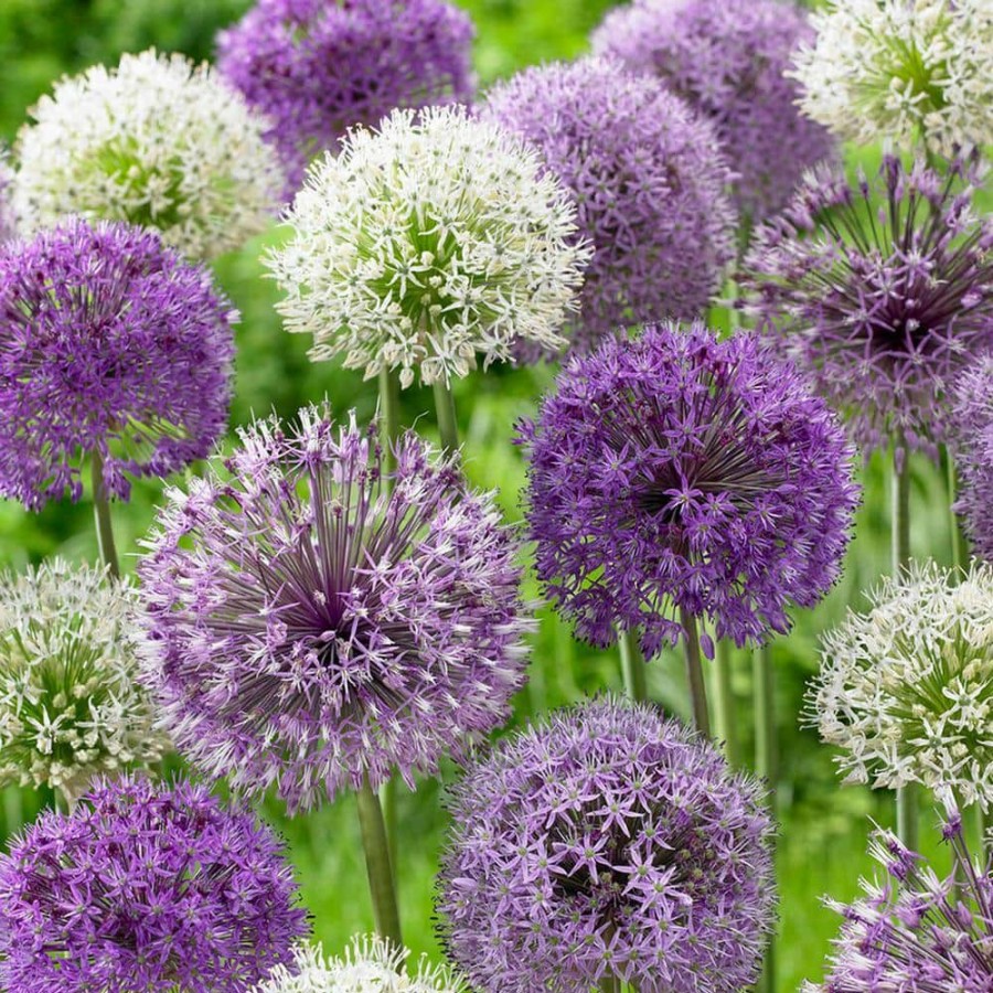 * Van Zyverden Allium Blend (Set Of 12)