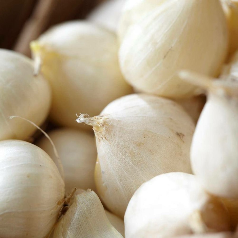 * Van Zyverden Allium Blend (Set Of 12)