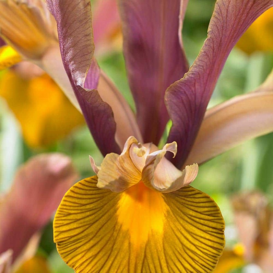* Van Zyverden Dutch Iris Bulbs Lion King (Set Of 25)