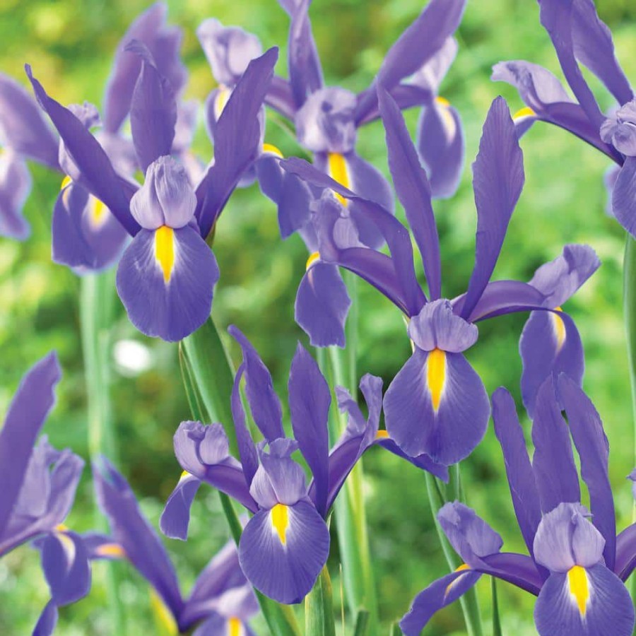 * Van Zyverden Dutch Iris Blue Ribbon Set Of 25 Bulbs