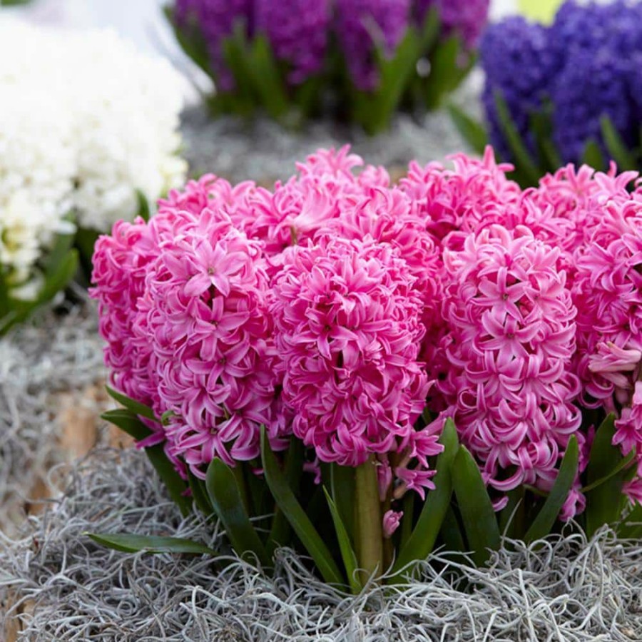 * Van Zyverden Pink Pearl Hyacinths Bulbs (Set Of 10)