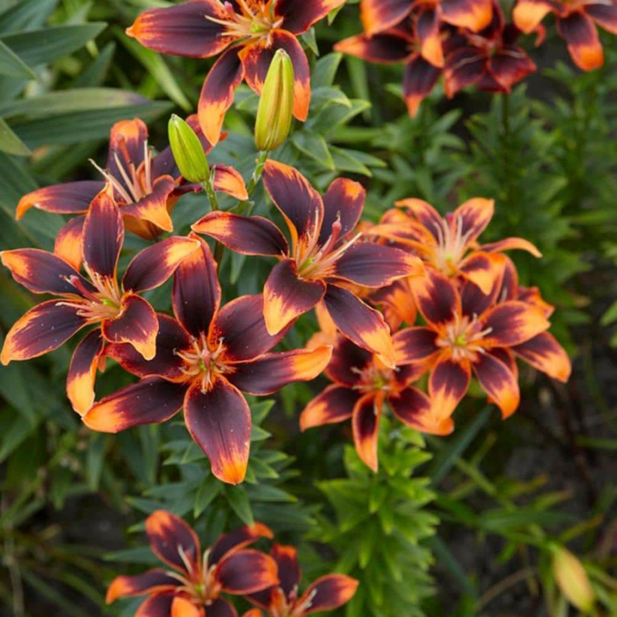 * Van Zyverden Lilies Forever Susan Bulbs (Set Of 5)
