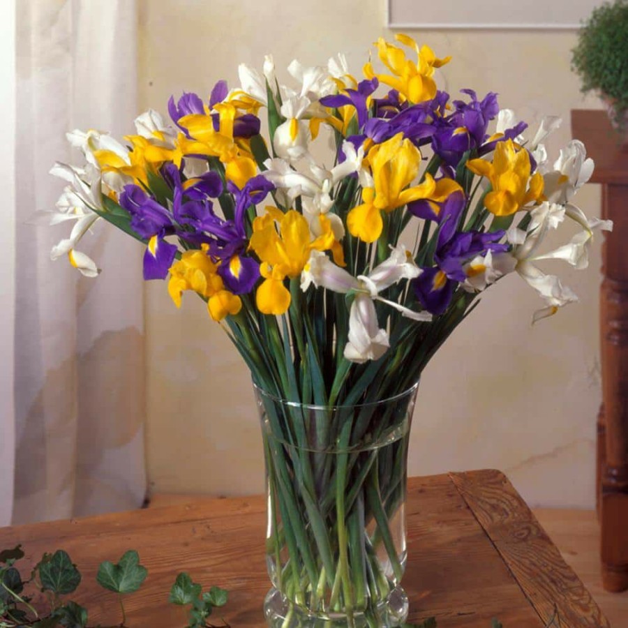 * Van Zyverden Dutch Iris Mixed Bulbs Mammoth (Set Of 25)
