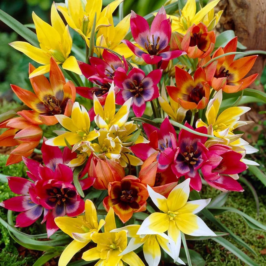 * Van Zyverden Tulips Bulbs Perennial Mixture (Set Of 100)