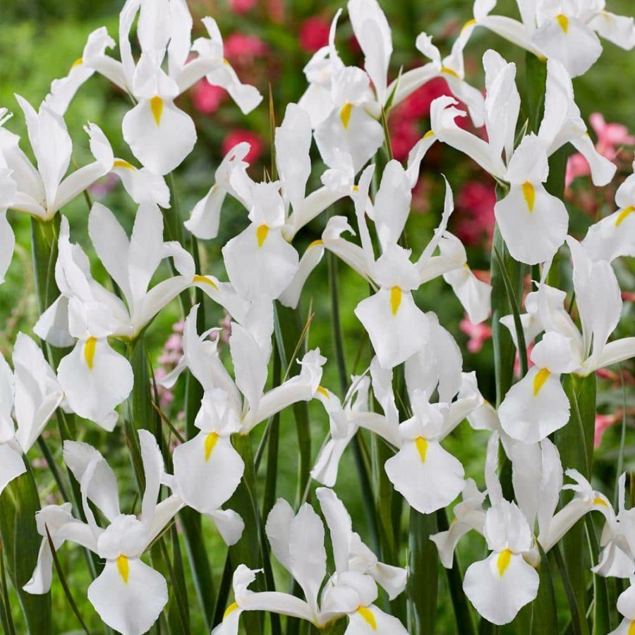 * Van Zyverden Dutch Iris White Van Vliet Set Of 25 Bulbs