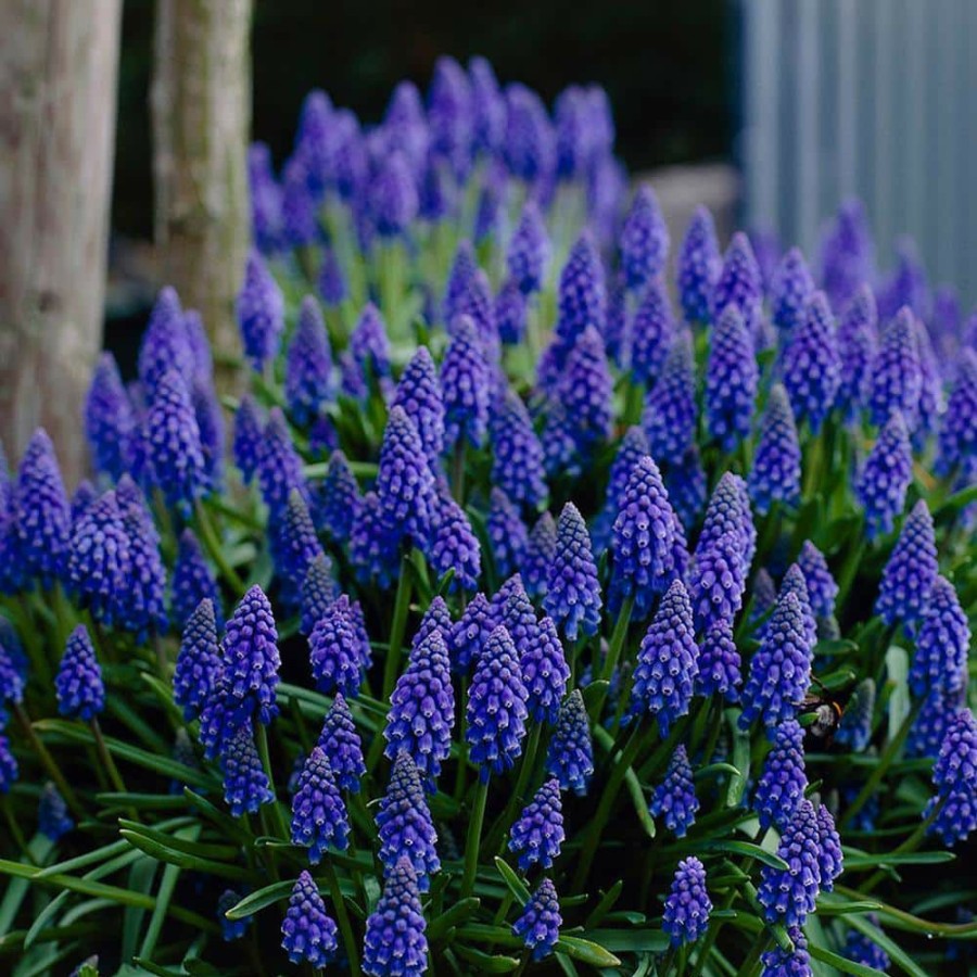 * Van Zyverden Grape Hyacinths (Set Of 50)