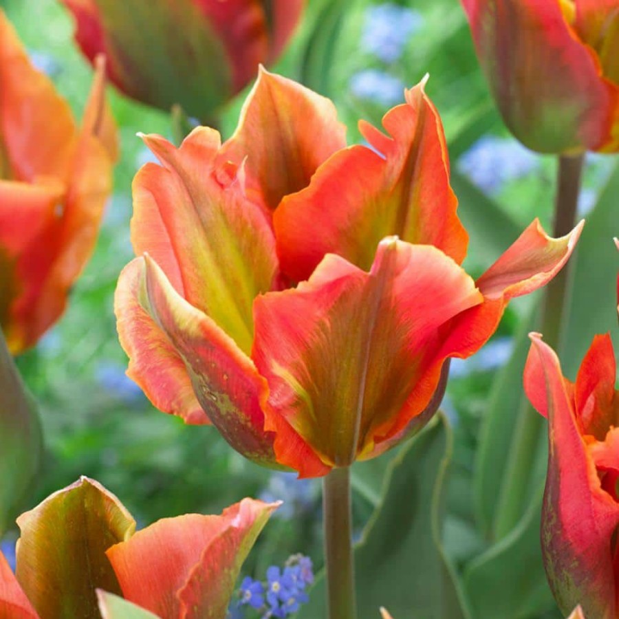 * Van Zyverden Tulips Artist Bulbs (Set Of 12)