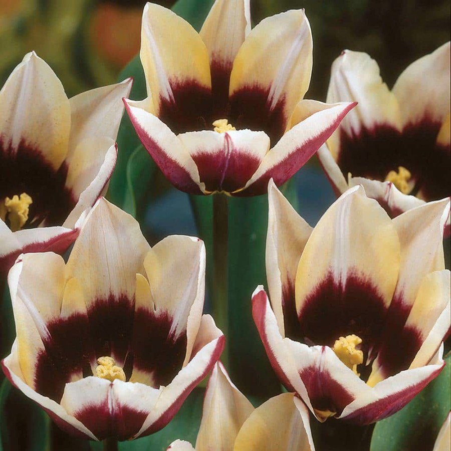 * Van Zyverden Tulips Bulbs Chansonnett (Set Of 12)