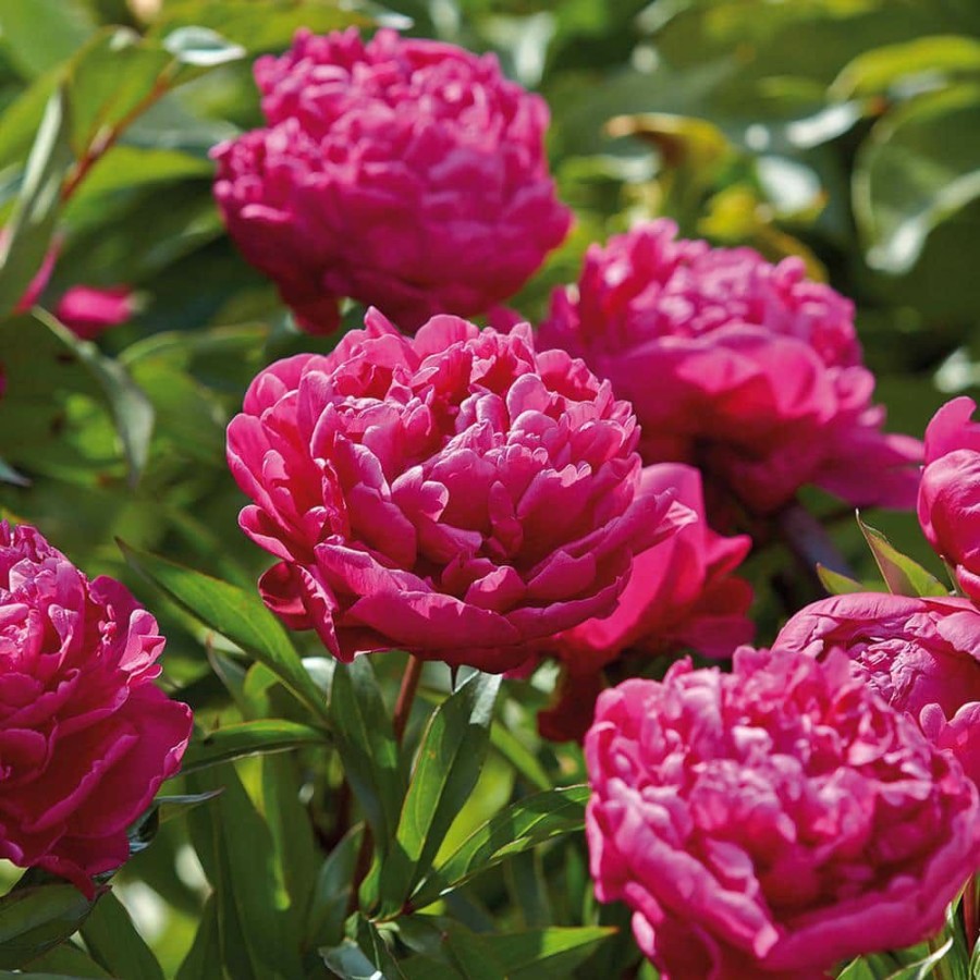 * Van Zyverden Peonies Bulbs Karl Rosenfield (Set Of 3 Roots)