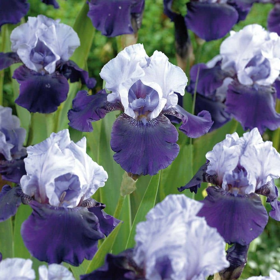 * Van Zyverden Bearded Iris Bulbs Best Bet (Set Of 3 Roots)