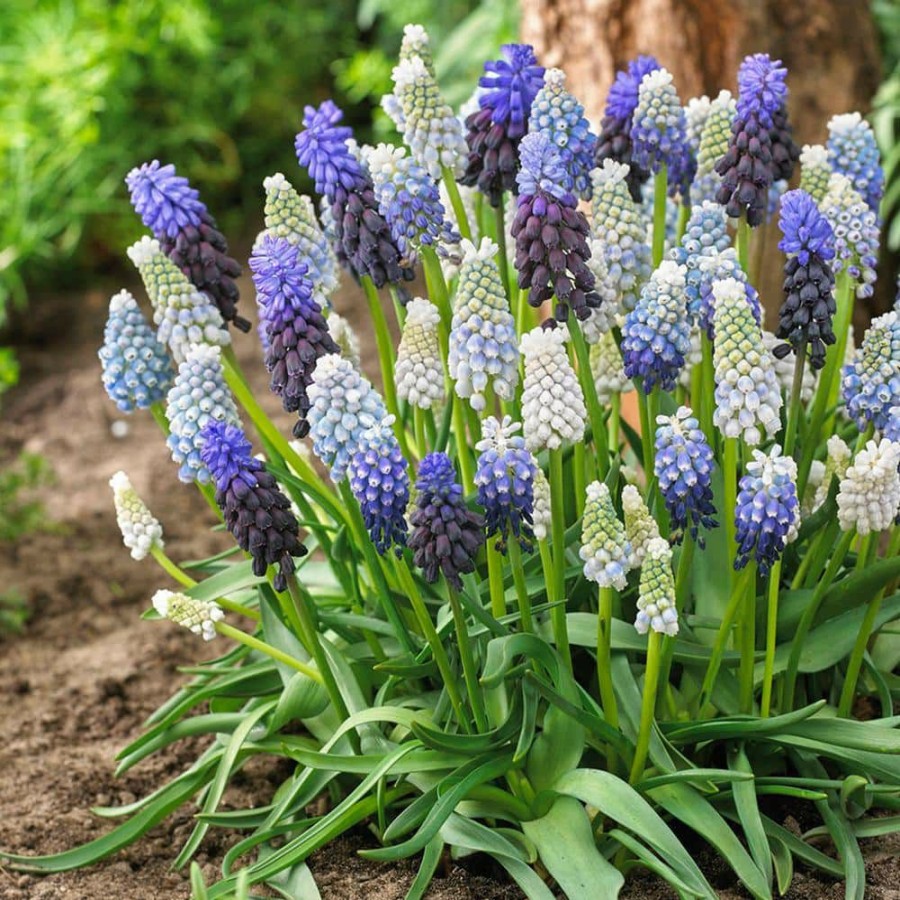 * Van Zyverden Grape Hyacinth Delft Blue Blend (Set Of 50)