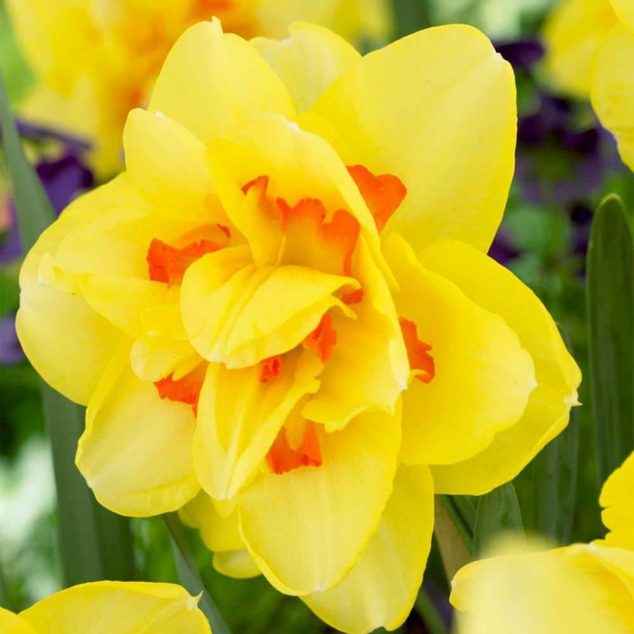 * Van Zyverden Daffodils Tahiti Bulbs (12-Pack)