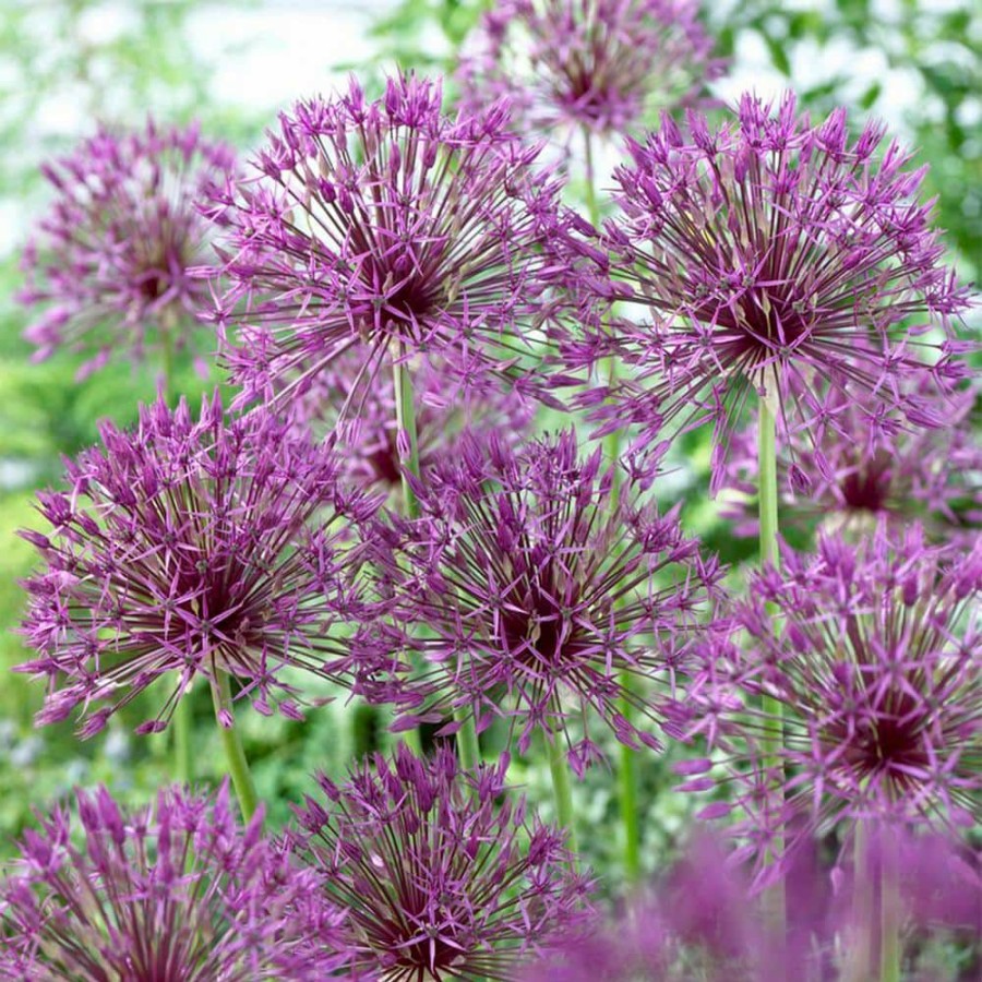 * Van Zyverden Allium Purple Rain Bulbs (12-Pack)