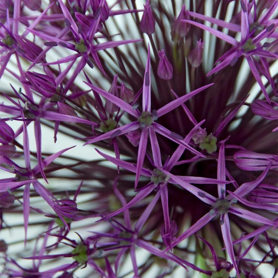 * Van Zyverden Allium Purple Rain Bulbs (12-Pack)