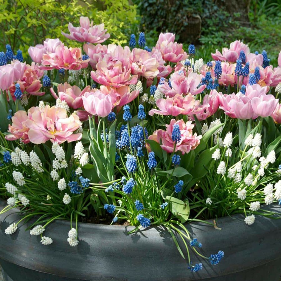 * Van Zyverden Spring Bulb Garden (Set Of 50)