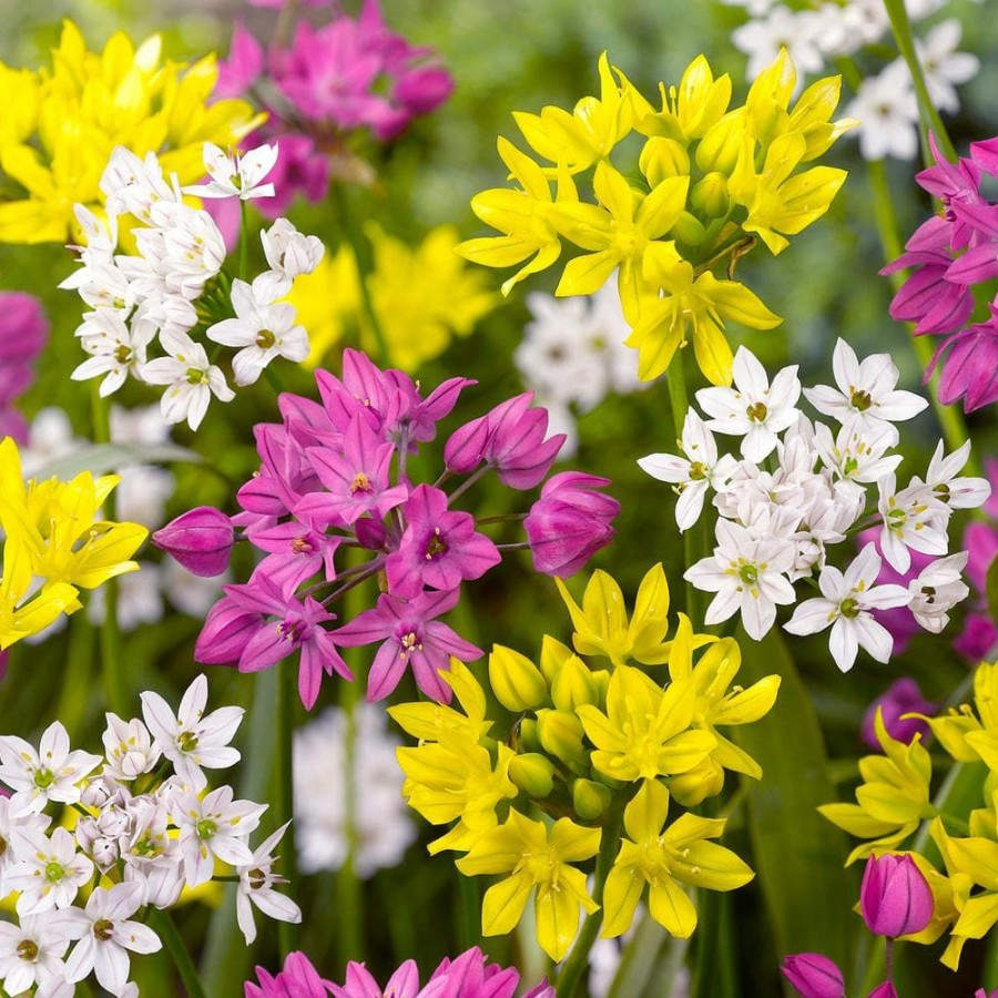 * Van Zyverden Allium Blend Bulbs (100-Pack)