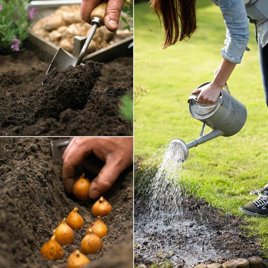 * Van Zyverden Allium Blend Bulbs (100-Pack)