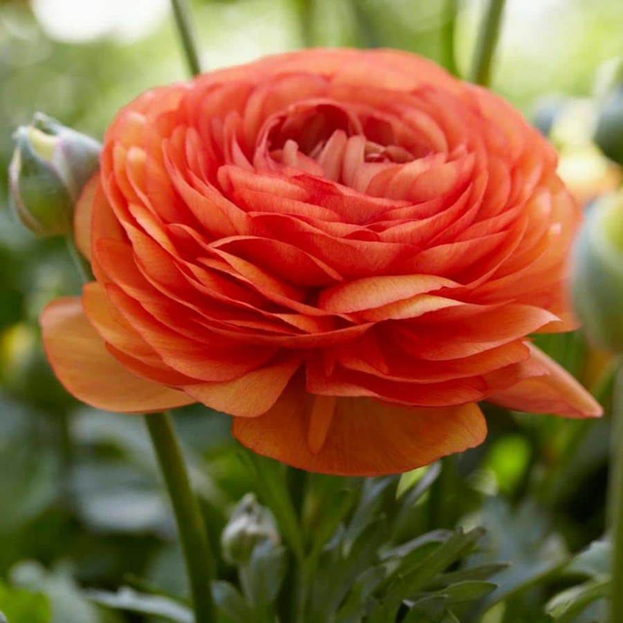 * Van Zyverden Butter Cups Bulbs Ranunculus Double Tangerine (Set Of 25)