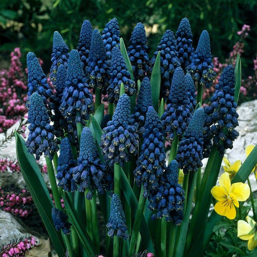 * Van Zyverden Blue Grape Hyacinths Giant Cobalt Bulbs (25-Pack)