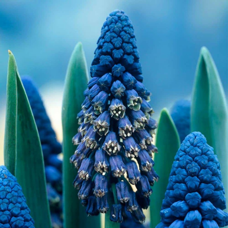 * Van Zyverden Blue Grape Hyacinths Giant Cobalt Bulbs (25-Pack)