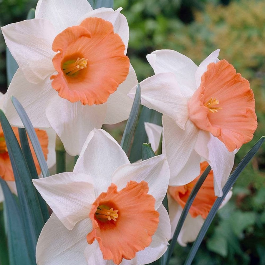 * Van Zyverden Daffodils Bulbs Chromacolor (Set Of 12)
