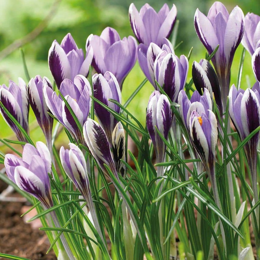 * Van Zyverden Crocus Bulbs Spring Beauty (Set Of 25)