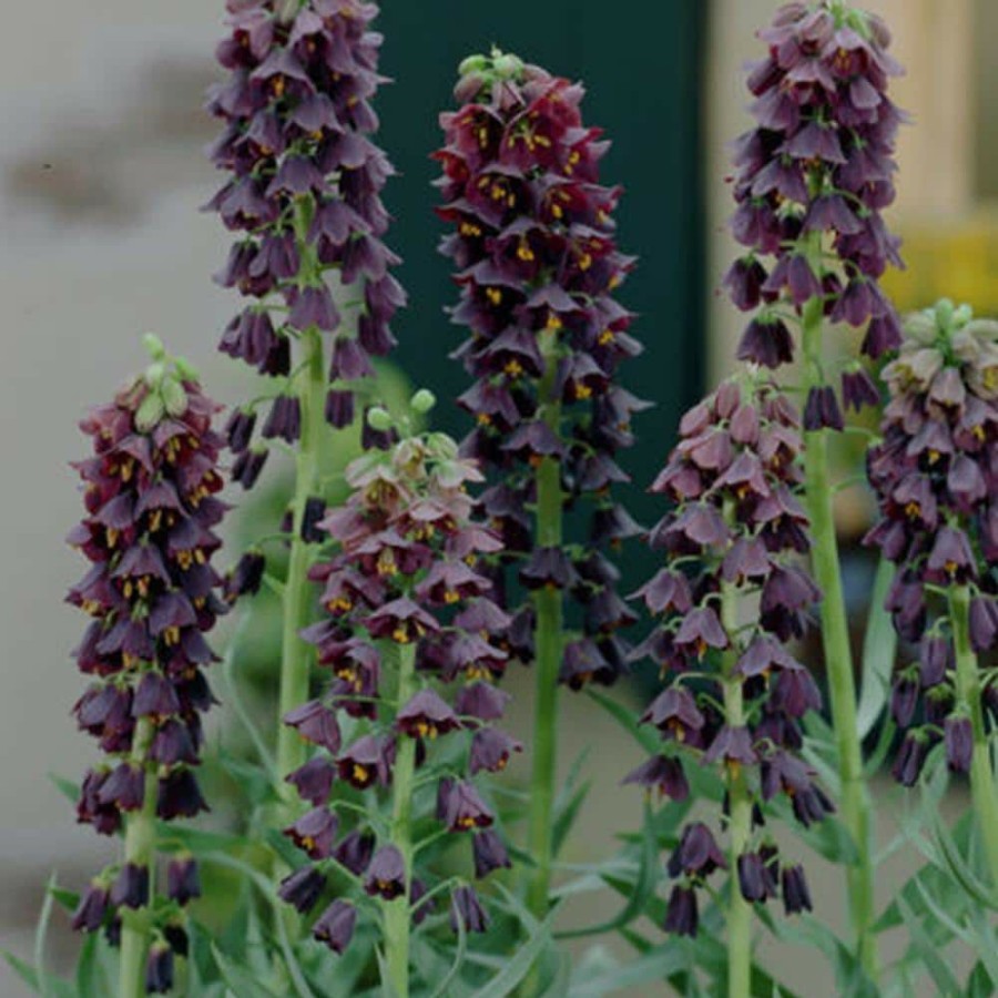 * Van Zyverden Black Fritillaria Persica Bulbs (3-Pack)