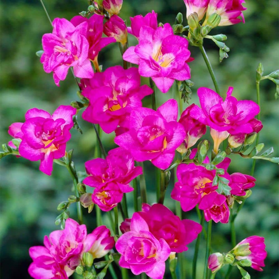 * Van Zyverden Freesias Double Blooming Pink Bulbs (25-Pack)
