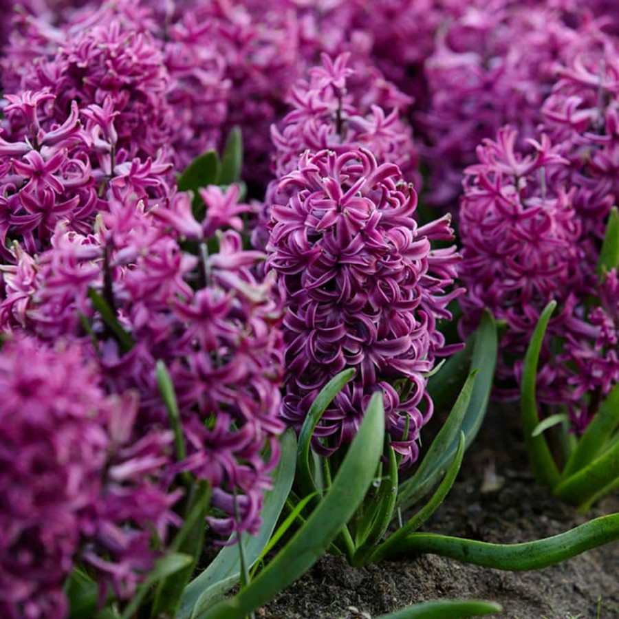 * Van Zyverden Purple Sensation Hyacinths Bulbs (Set Of 10)