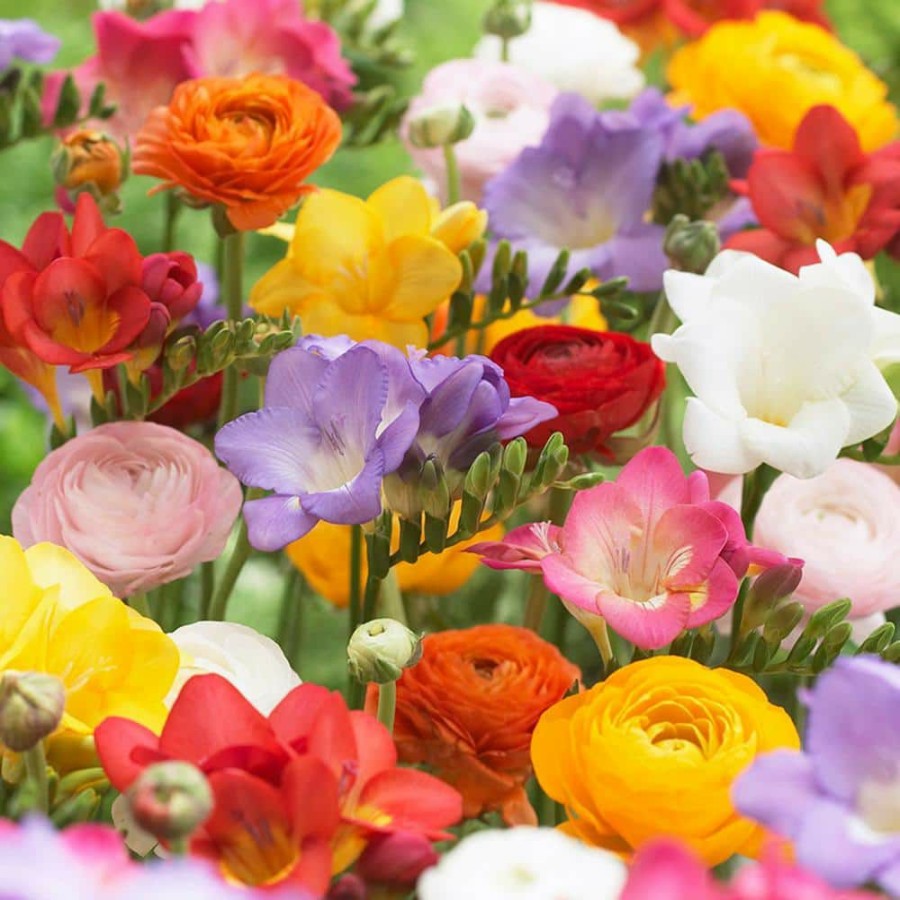 * Van Zyverden Grand Freesia And Ranunculus Blend (Set Of 25)