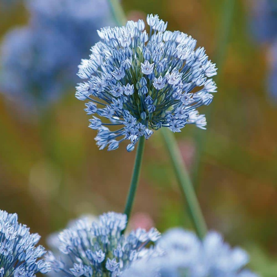 * Van Zyverden Allium Bulbs Azureum Blue Globe Onions (Set Of 25)