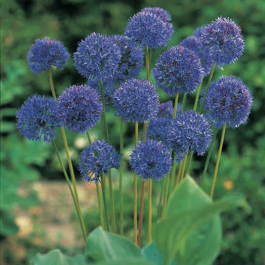* Van Zyverden Allium Bulbs Azureum Blue Globe Onions (Set Of 25)