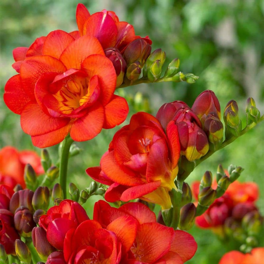 * Van Zyverden Freesias Double Blooming Red Bulbs (25-Pack)