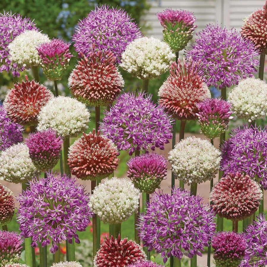 * Van Zyverden Allium Blend For Collectors Bulbs (Set Of 25)