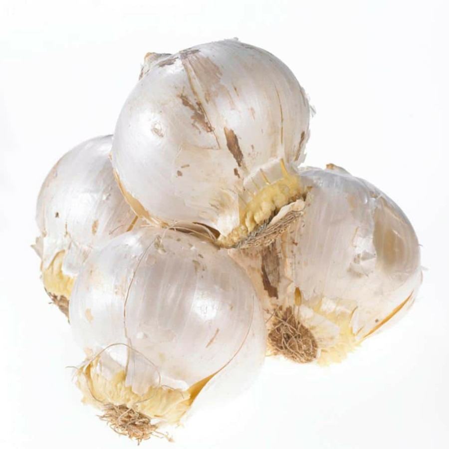* Van Zyverden Allium Blend For Collectors Bulbs (Set Of 25)