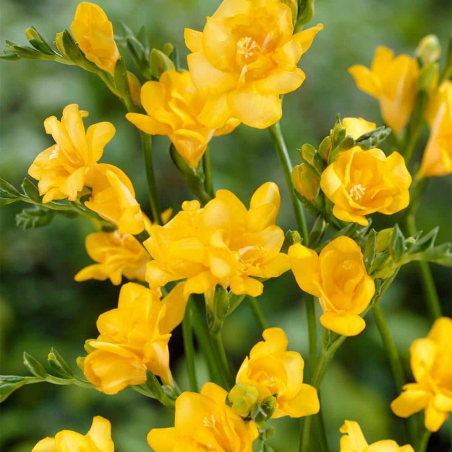 * Van Zyverden Freesias Double Blooming Yellow Bulbs (25-Pack)