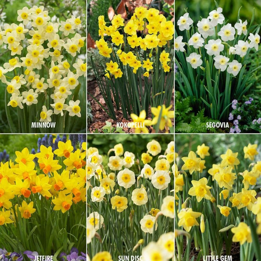 * Van Zyverden Award Winning Perennial Deer Resistant Daffodil Blend (Set Of 30)