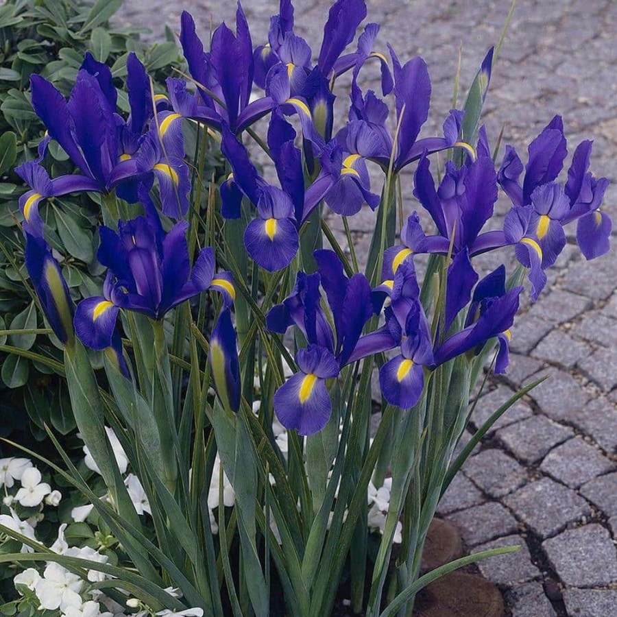 * Van Zyverden Dutch Iris Bulbs Sapphire Beauty (Set Of 25)
