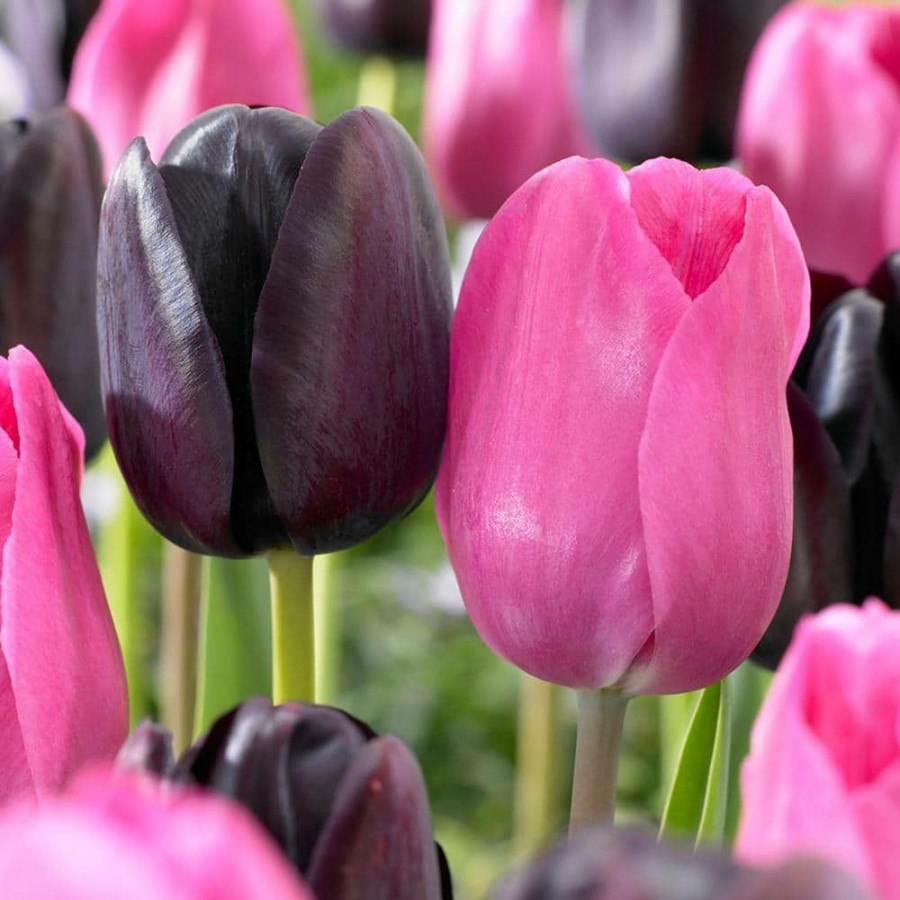 * Van Zyverden Tulips Bulbs Lip Stick Blend (Set Of 15)