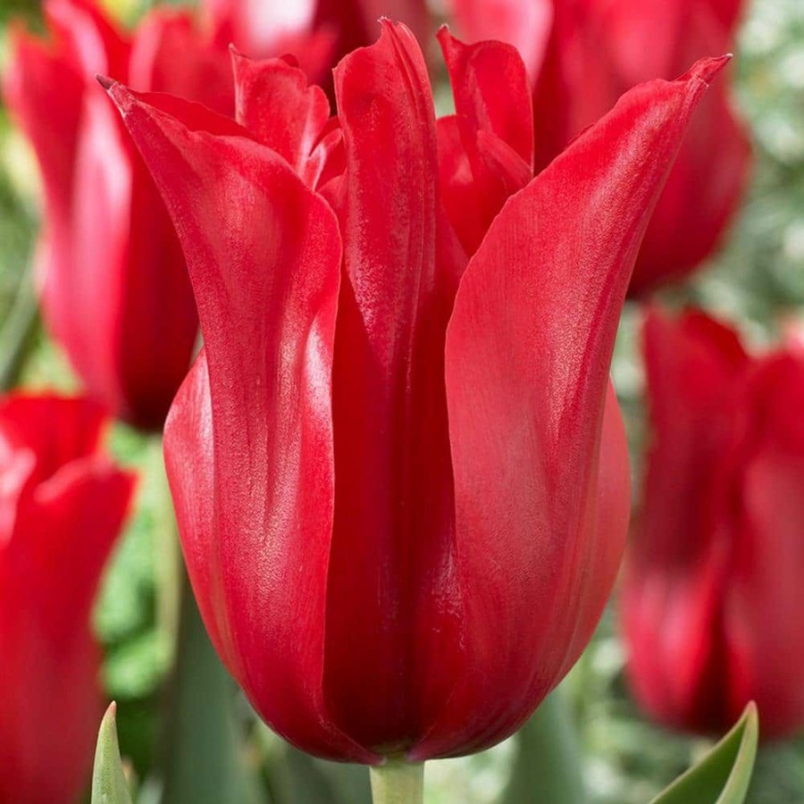 * Van Zyverden Tulips Bulbs Red Shine (Set Of 12)