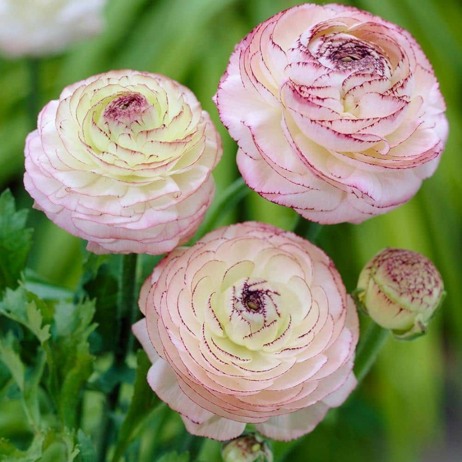 * Van Zyverden Buttercups Bulbs Collector'S Collection (Set Of 48)