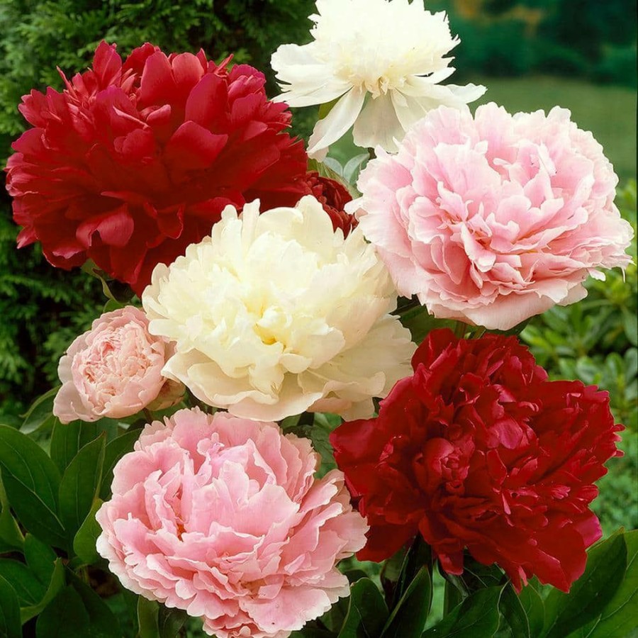 * Van Zyverden Mixed Color Peonies Root (Set Of 3)