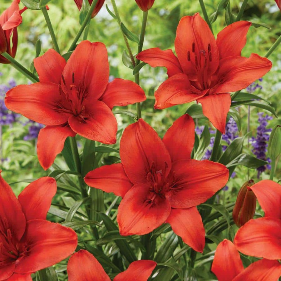 * Van Zyverden Lilies Red Highland Set Of 8 Bulbs