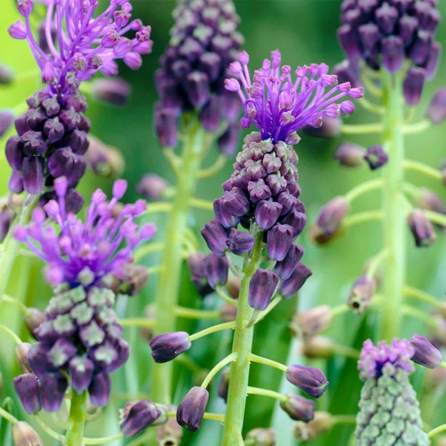 * Van Zyverden Grape Hyacinths Comosum Bulbs (25-Pack)