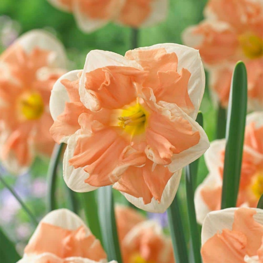 * Van Zyverden Daffodils Apricot Whirl Bulbs (12-Pack)